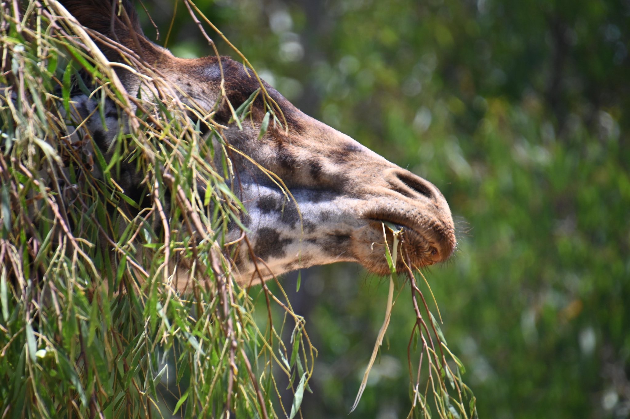 Wildlife