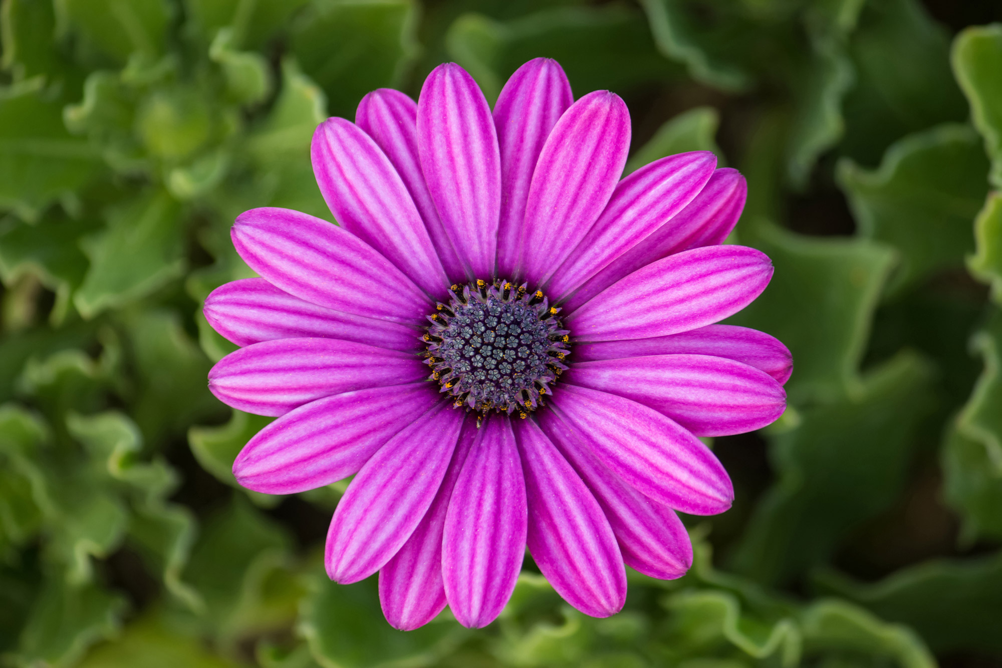 Macro Photography